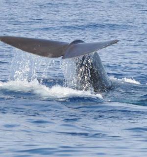 a dolphin in the water with its tail up
