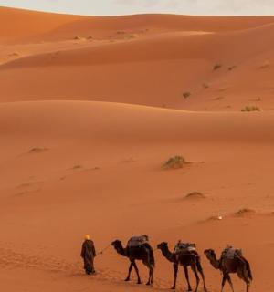a group of people riding camels in the desert