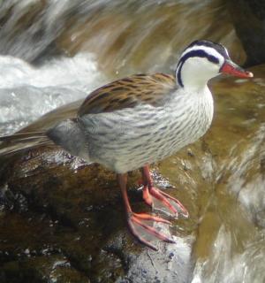 一只鸭子站在水中的岩石上