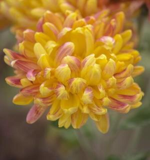 isang dilaw at rosas na bulaklak ang ipinakita