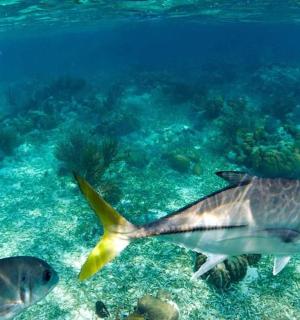 a group of fish swimming in the ocean