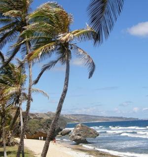 két pálmafa a tengerparton az óceánnal