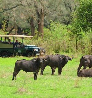 一群牛在田野里,带着一只游猎