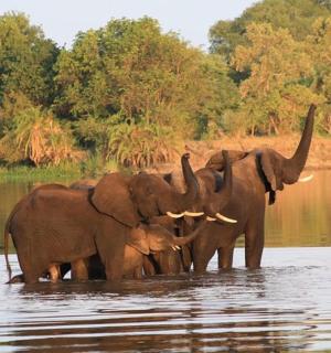 一群大象站在水中