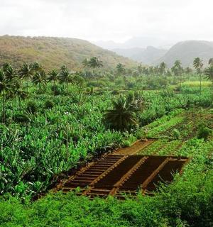 a field of crops with mountains in the background