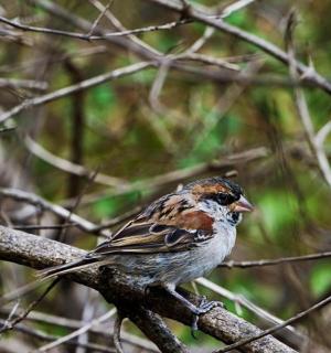 a bird sitting on a branch of a tree