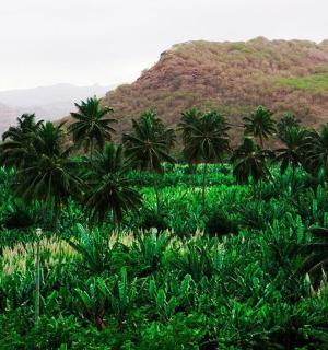 a field with palm trees and mountains in the background