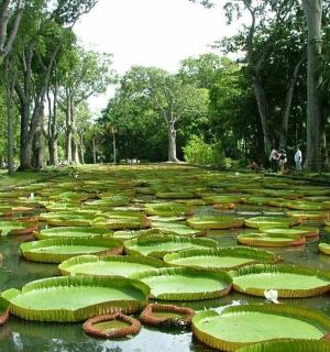 公园里一大片睡莲叶