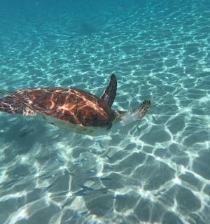 一只绿海龟在水中游泳