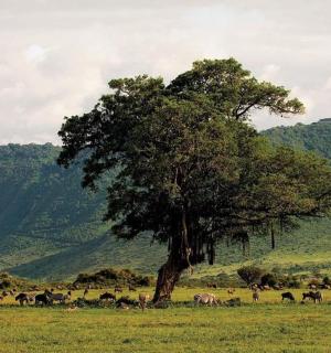 一群动物在田野里的一棵树下吃草
