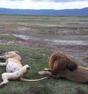 两只狮子躺在田野的草地上