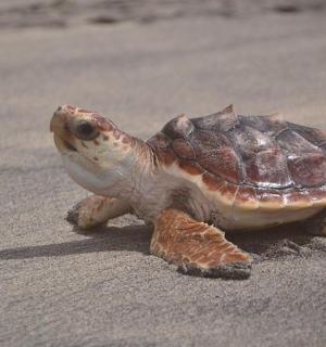 a small turtle sitting on the sand on the beach