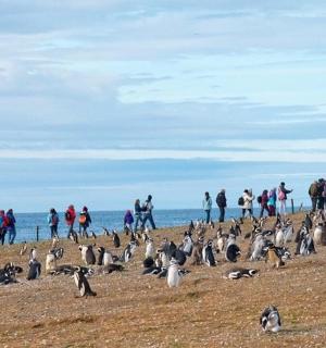 一群人站在海滩上,身边有企鹅