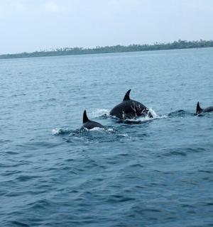 一群海豚在水中游泳
