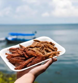一个人在大海前端着一盘食物