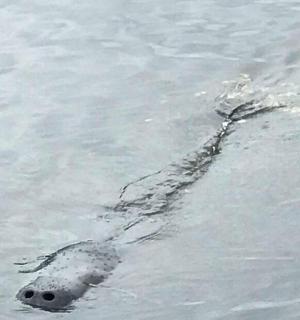 一只海豹在水中游泳