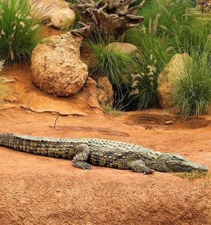 一只鳄鱼躺在泥土中