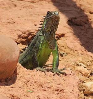a green lizard is sitting on the ground