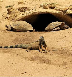 a lizard and a tortoise laying in the dirt