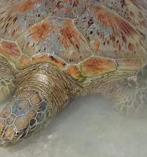 a close up of a turtle laying on the ground