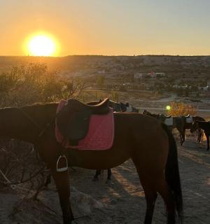 a group of horses standing in front of the sunset