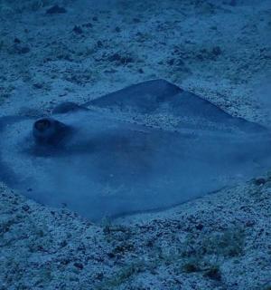 躺在地上雪地里的动物