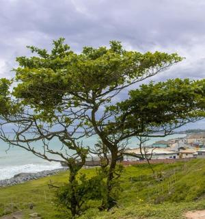 海边山顶上的一棵树