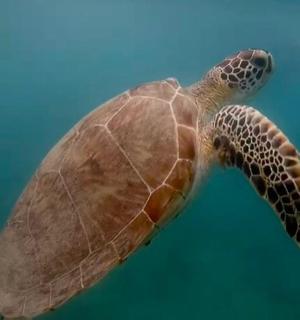 zelená mořská želva plavající ve vodě