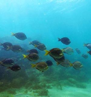 一群在水中游动的鱼