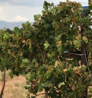 a row of trees with a bird feeder on it
