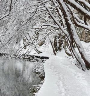 川と木々のある雪に覆われた森