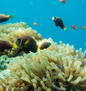 a group of fish swimming around a coral reef