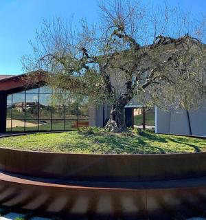 建筑物前的一棵圆形树