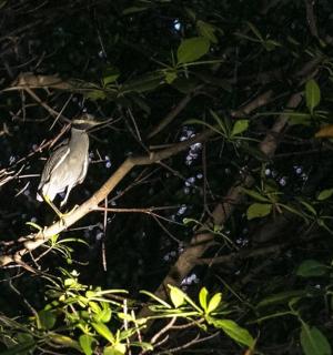 pták sedící na větvi stromu