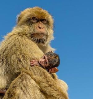 一只猴子坐在一只小猴子上面