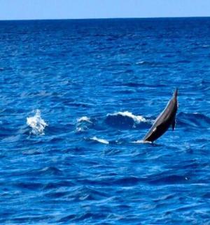 大海中央的海豚