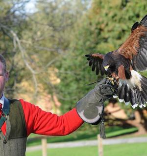 一名男子手臂上抱着一只鸟