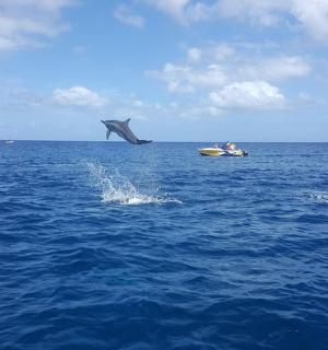 水中一只海豚和海洋中的一艘船
