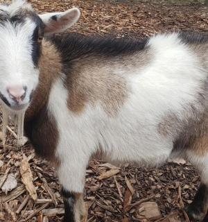 一只棕白相间的山羊站在地上