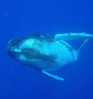ein Buckelwal schwimmt im blauen Wasser