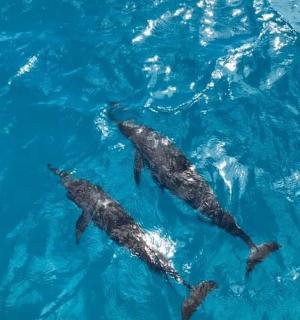 a group of dolphins swimming in the water