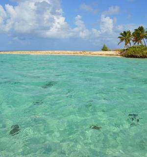 a view of a beach with palm trees in the water