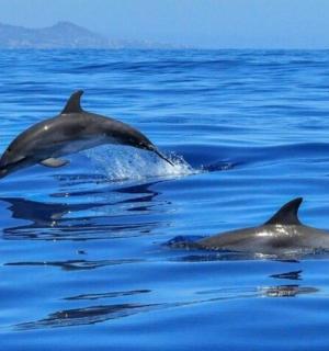 skupina delfínů plavajících ve vodě