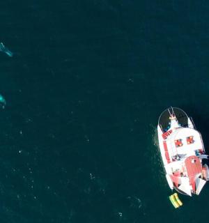eine Draufsicht auf ein Boot und einen Wal im Ozean