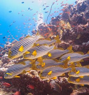 a group of fish on a coral reef