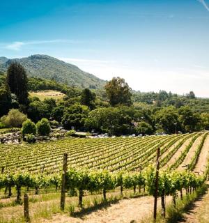 a vineyard with a bunch of grapes in a field