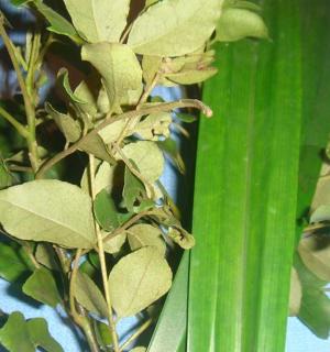 detail rostliny se zelenými listy