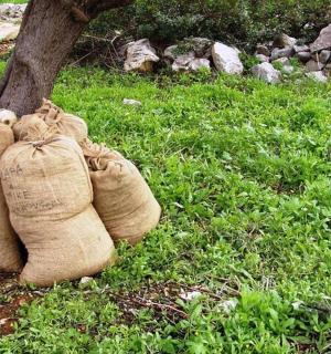 两双鞋放在树旁边