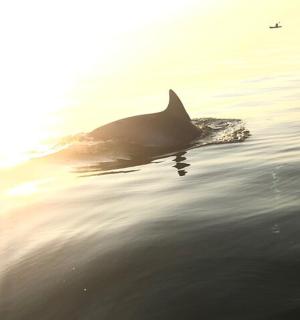 a dolphin swimming in the water