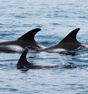 一群三只海豚在水中游泳